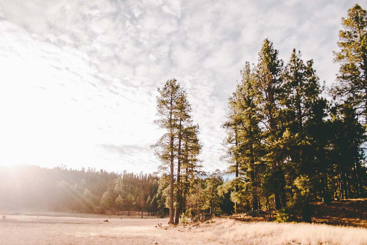 dirt road green leafed trees with sun rays gravel